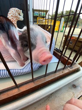 しろとり動物園に投稿された画像（2021/2/13）