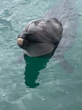 下田海中水族館に投稿された画像（2021/2/13）