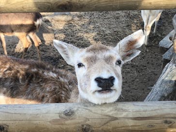 群馬サファリパークに投稿された画像（2021/2/13）