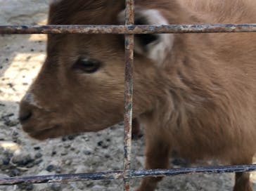 群馬サファリパークに投稿された画像（2021/2/13）