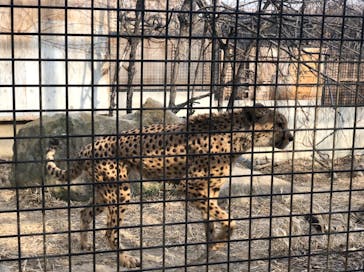 群馬サファリパークに投稿された画像（2021/2/13）