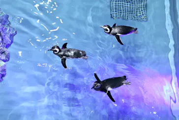 すみだ水族館に投稿された画像（2021/2/13）