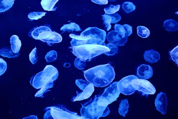 すみだ水族館に投稿された画像（2021/2/13）