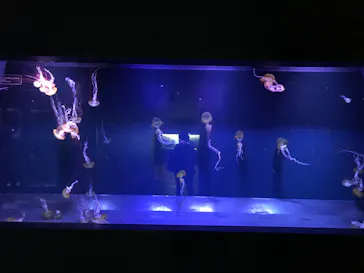 すみだ水族館に投稿された画像（2021/2/14）