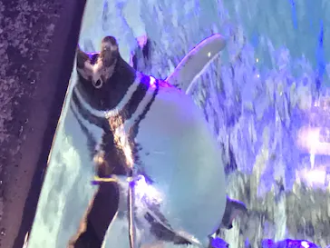 すみだ水族館に投稿された画像（2021/2/14）