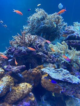 サンシャイン水族館に投稿された画像（2021/2/14）