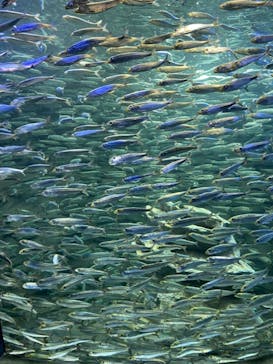 サンシャイン水族館に投稿された画像（2021/2/14）