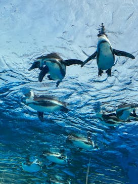サンシャイン水族館に投稿された画像（2021/2/14）