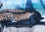 天王寺動物園に投稿された画像（2021/2/14）