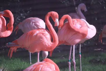 天王寺動物園に投稿された画像（2021/2/14）