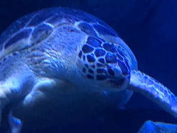 マクセル アクアパーク品川に投稿された画像（2021/2/14）