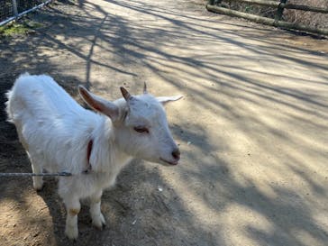 しろとり動物園に投稿された画像（2021/2/14）