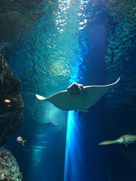 マクセル アクアパーク品川に投稿された画像（2021/2/14）