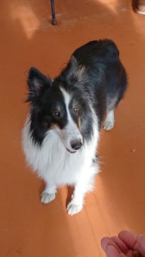 世界の名犬牧場に投稿された画像（2021/2/14）