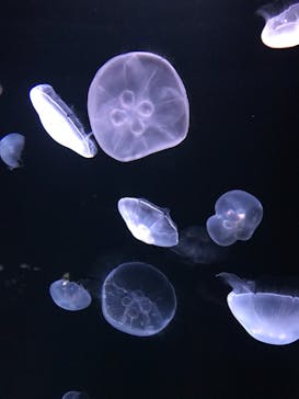 サンシャイン水族館に投稿された画像（2021/2/14）