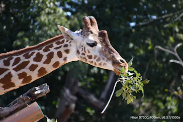 天王寺動物園に投稿された画像（2021/2/14）