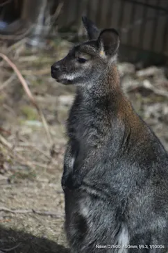 天王寺動物園に投稿された画像（2021/2/14）