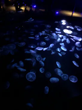 すみだ水族館に投稿された画像（2021/2/14）