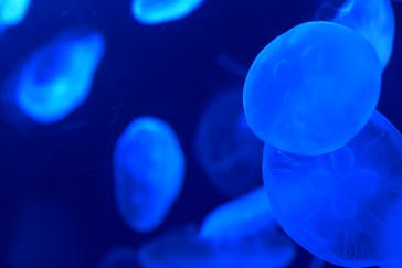 サンシャイン水族館に投稿された画像（2021/2/14）