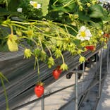 いのさんの観光農園に投稿された画像（2021/2/14）