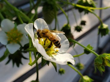 いのさんの観光農園に投稿された画像（2021/2/14）