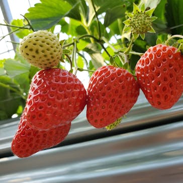 いのさんの観光農園に投稿された画像（2021/2/14）