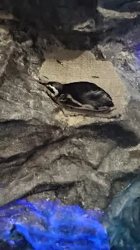 すみだ水族館に投稿された画像（2021/2/14）