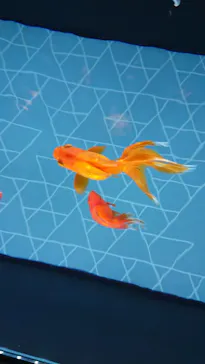 すみだ水族館に投稿された画像（2021/2/14）