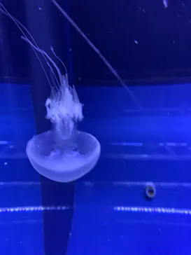 すみだ水族館に投稿された画像（2021/2/14）