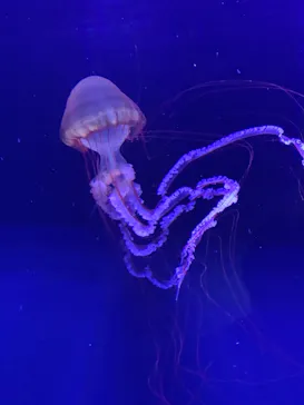 すみだ水族館に投稿された画像（2021/2/14）