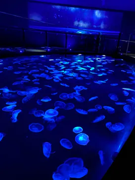 すみだ水族館に投稿された画像（2021/2/14）