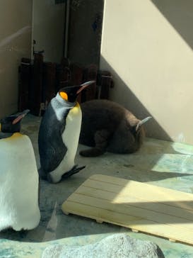 下田海中水族館に投稿された画像（2021/2/14）