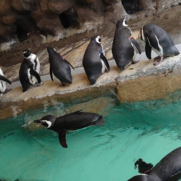 しながわ水族館に投稿された画像（2021/2/14）