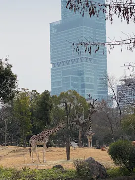 天王寺動物園に投稿された画像（2021/2/14）