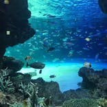 サンシャイン水族館に投稿された画像（2021/2/14）