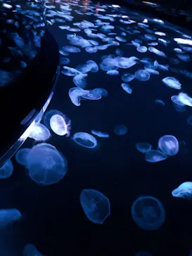 すみだ水族館に投稿された画像（2021/2/14）