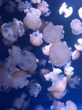 新江ノ島水族館に投稿された画像（2021/2/14）