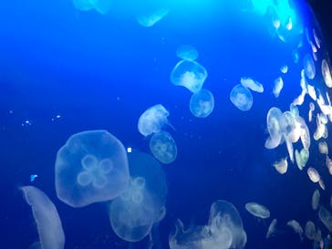 新江ノ島水族館に投稿された画像（2021/2/14）