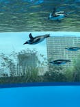 サンシャイン水族館に投稿された画像（2021/2/15）