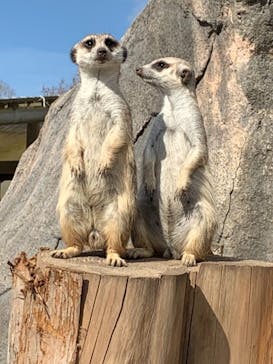 秋吉台自然動物公園 サファリランドに投稿された画像（2021/2/15）