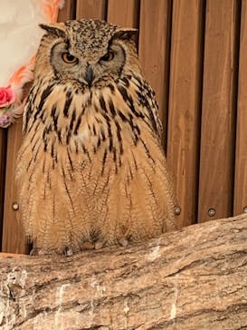 秋吉台自然動物公園 サファリランドに投稿された画像（2021/2/15）