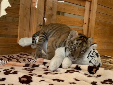 秋吉台自然動物公園 サファリランドに投稿された画像（2021/2/15）