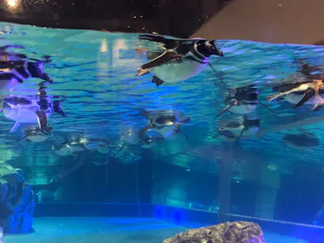 すみだ水族館に投稿された画像（2021/2/15）