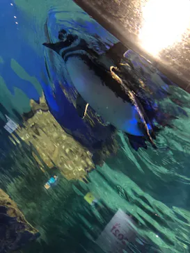 すみだ水族館に投稿された画像（2021/2/15）