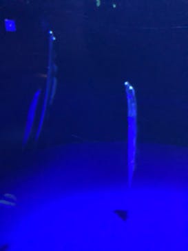 サンシャイン水族館に投稿された画像（2021/2/15）