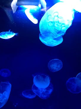 サンシャイン水族館に投稿された画像（2021/2/15）