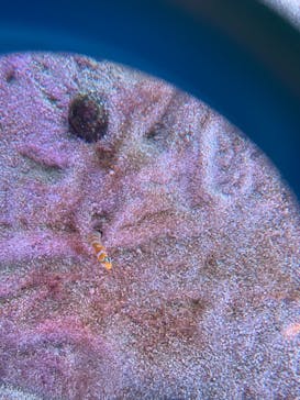 ゼロ距離水族館 伊勢シーパラダイスに投稿された画像（2021/2/15）