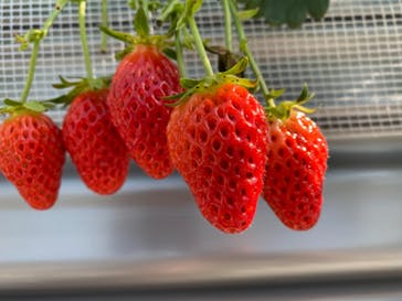 いのさんの観光農園に投稿された画像（2021/2/16）