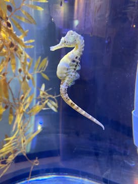 ゼロ距離水族館 伊勢シーパラダイスに投稿された画像（2021/2/16）