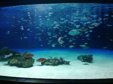 サンシャイン水族館に投稿された画像（2021/2/16）